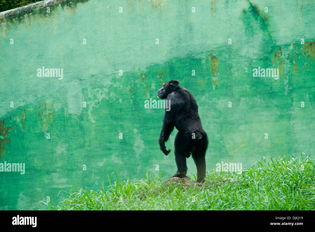 Schimpansen-Stand in der Nähe Mauer bei Krishnarajendra Zoological Park in Mysore, Karnataka, Indien, Asien Stockfoto