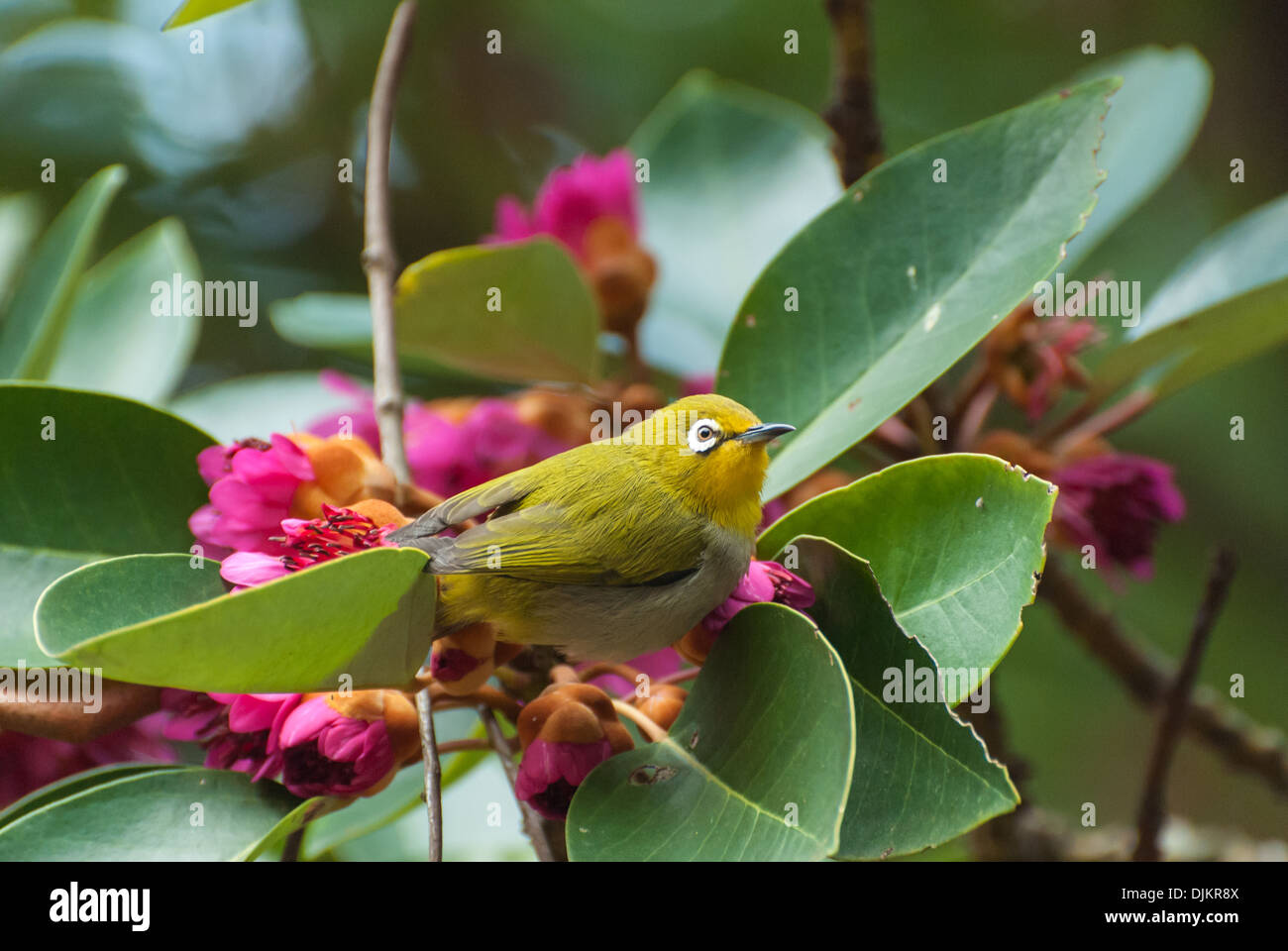 Acacia Vogel Stockfoto