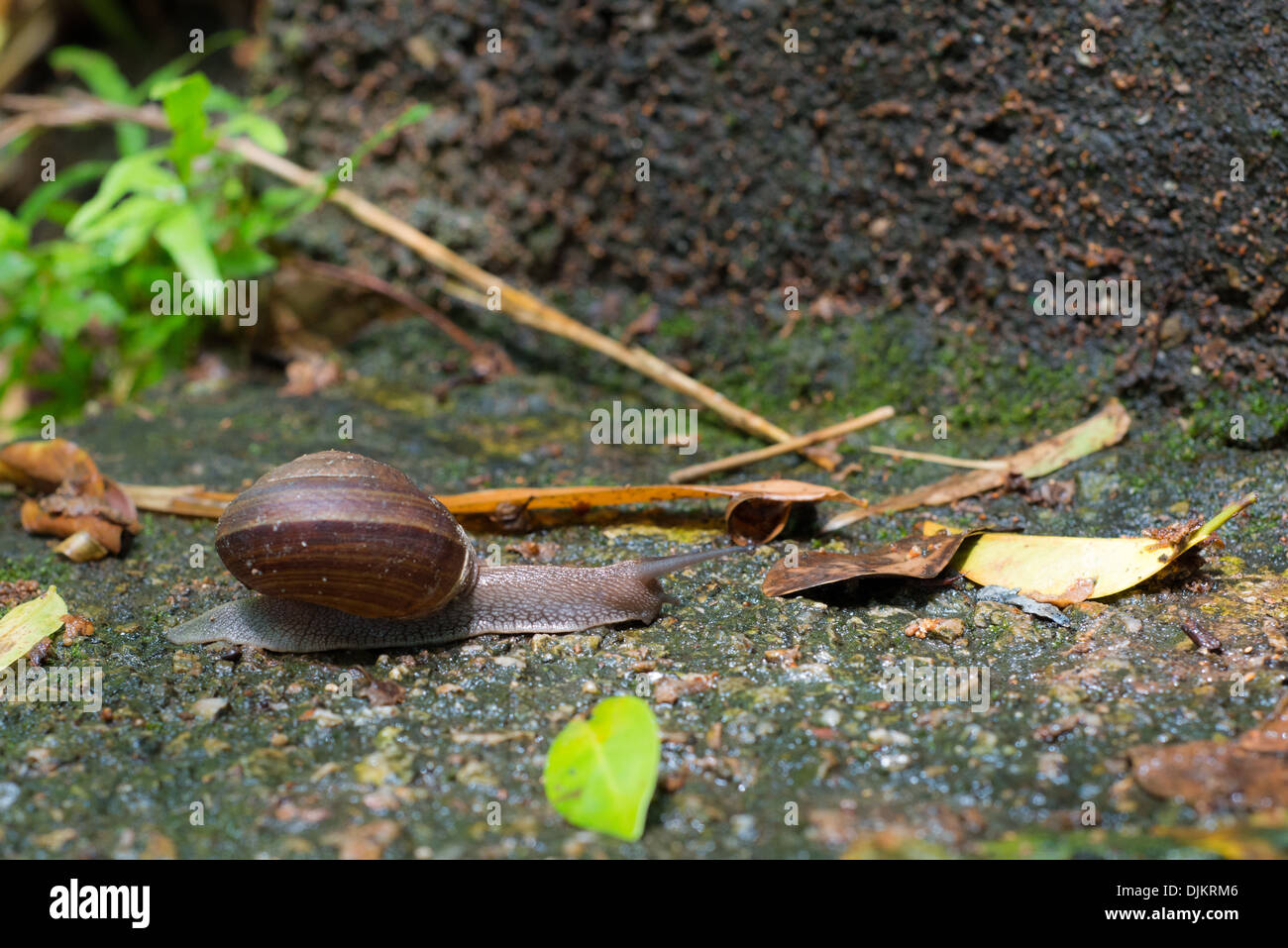 Schnecke im Rock Stock Stockfoto