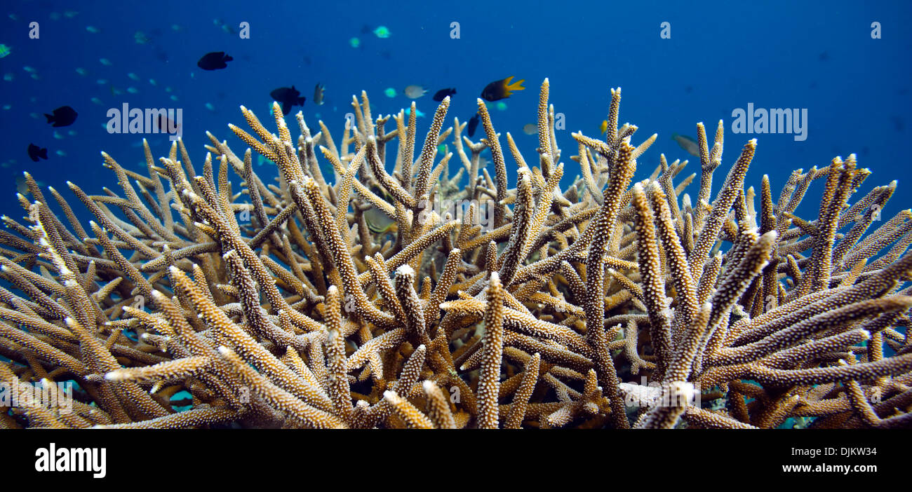 Korallen und Riff Fische auf den Raja Ampat Inseln, West-Papua Stockfoto