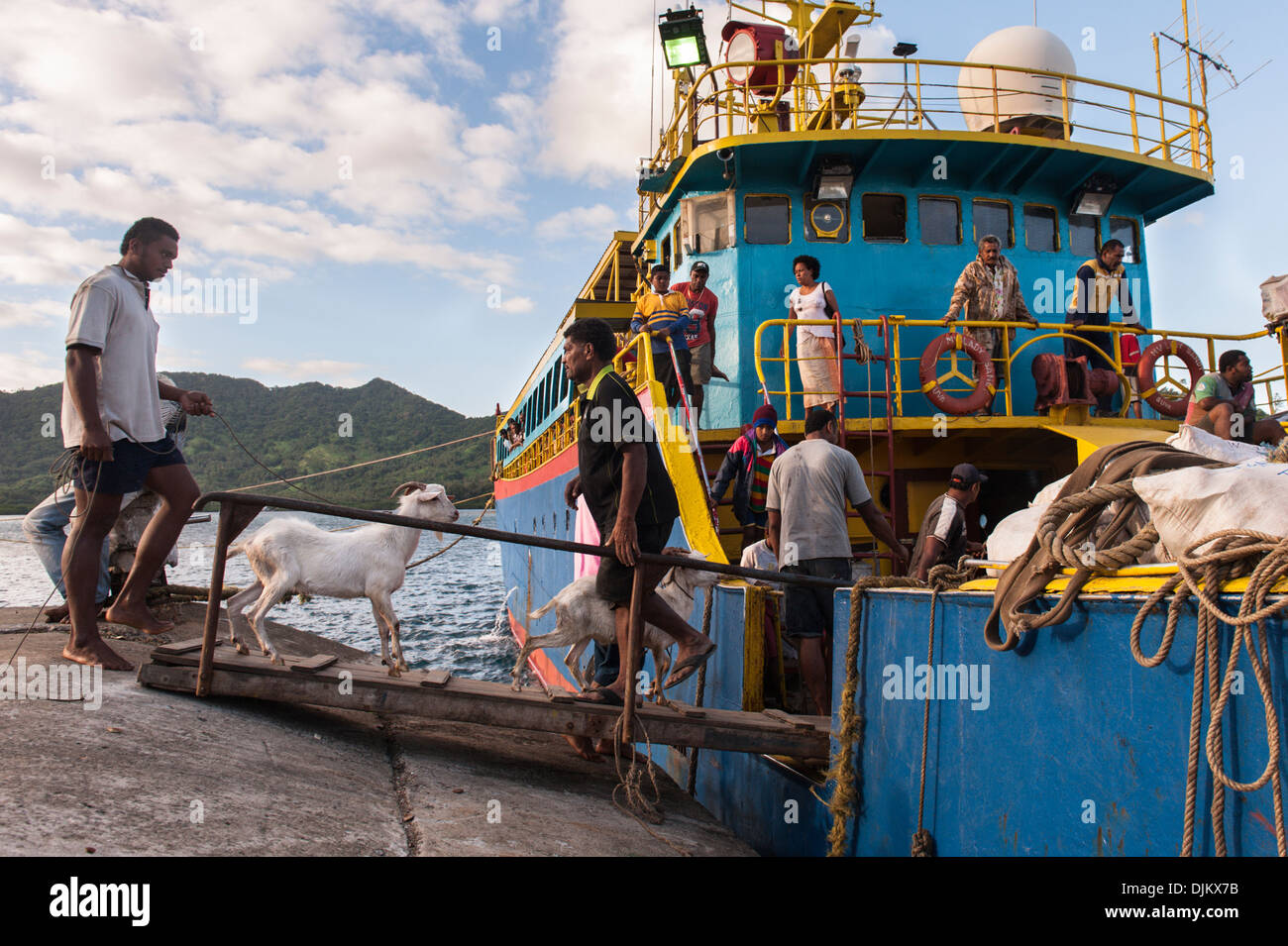 Ziegen auf Matuku ergriffen auf unregelmäßige Versorgung Boot, Lady Sandy zu Suva ergreifenden aufgezogen. Fidschi-Inseln Stockfoto