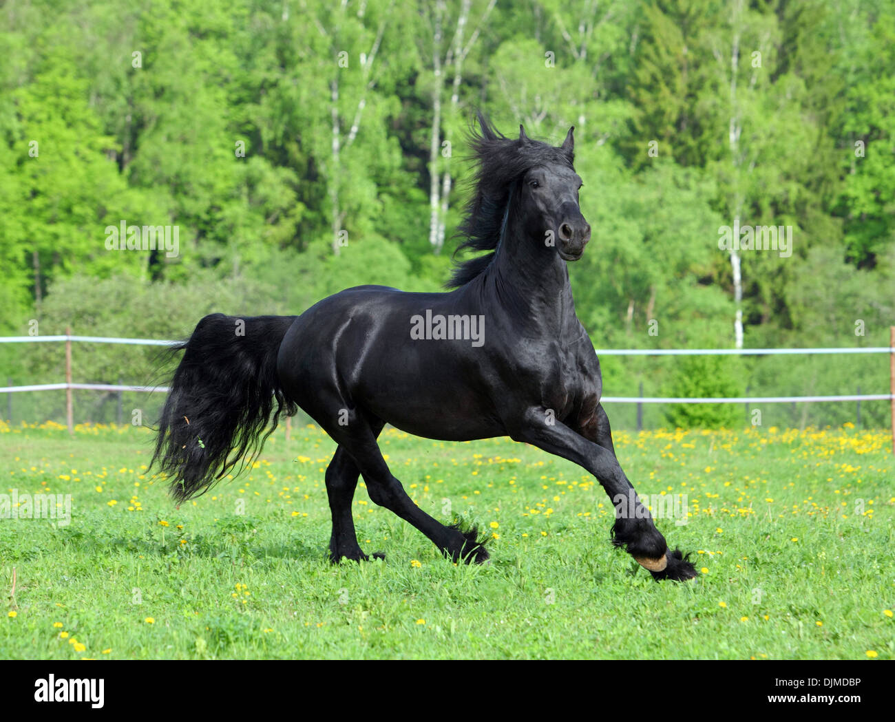 Im Galopp schwarze Friesisch Pferd Portrait mit schönen Märchen und Mähne in Bewegung Stockfoto