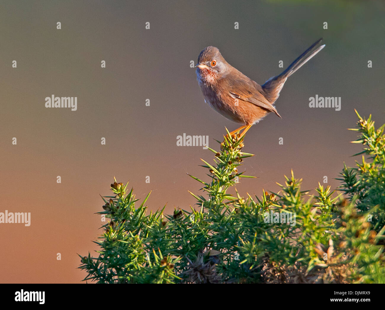 Dartford Warbler auf Suche während auf Ginster Stockfoto