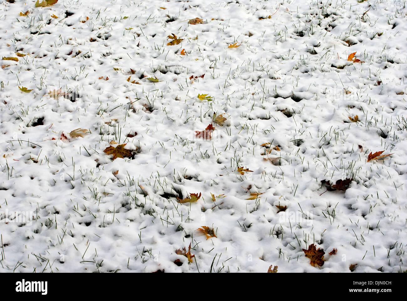 Schnee und Laub Decke Boden, ideal für Spätherbst und Frühwinter Hintergrund-Szenen. Stockfoto