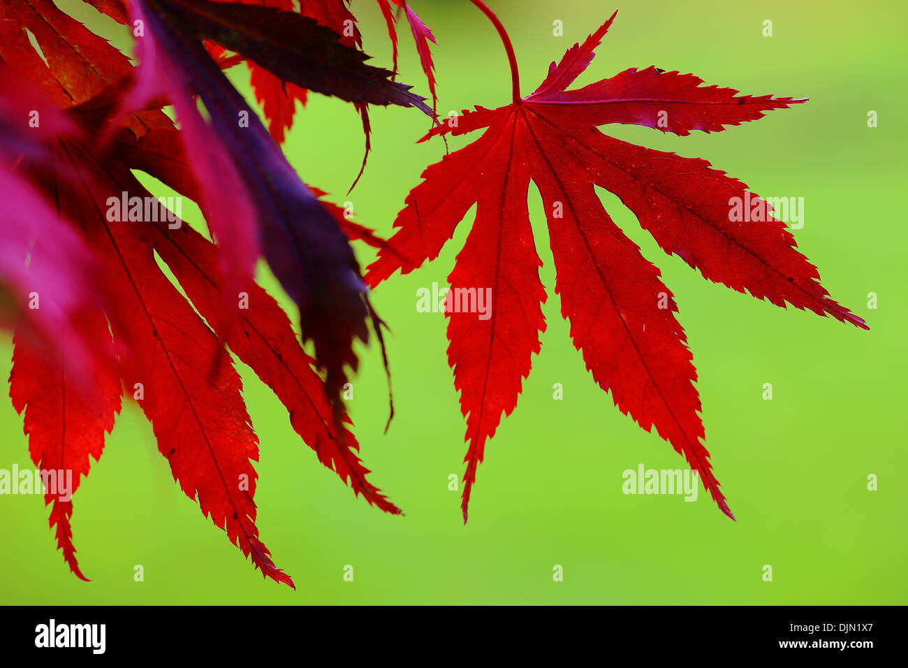 Hintergrundbeleuchtung rot-Ahornblätter im Herbst, England Stockfoto