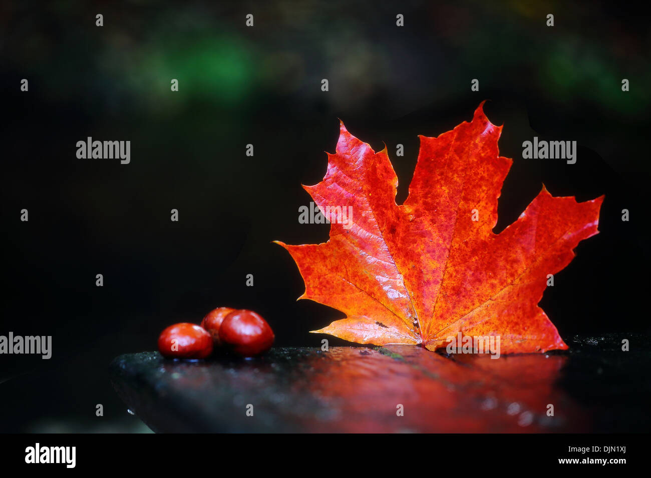Ahornblätter und Conkers im Herbst, England Stockfoto