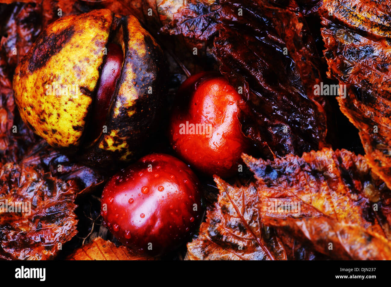 Blätter und Conkers im Herbst, England Stockfoto