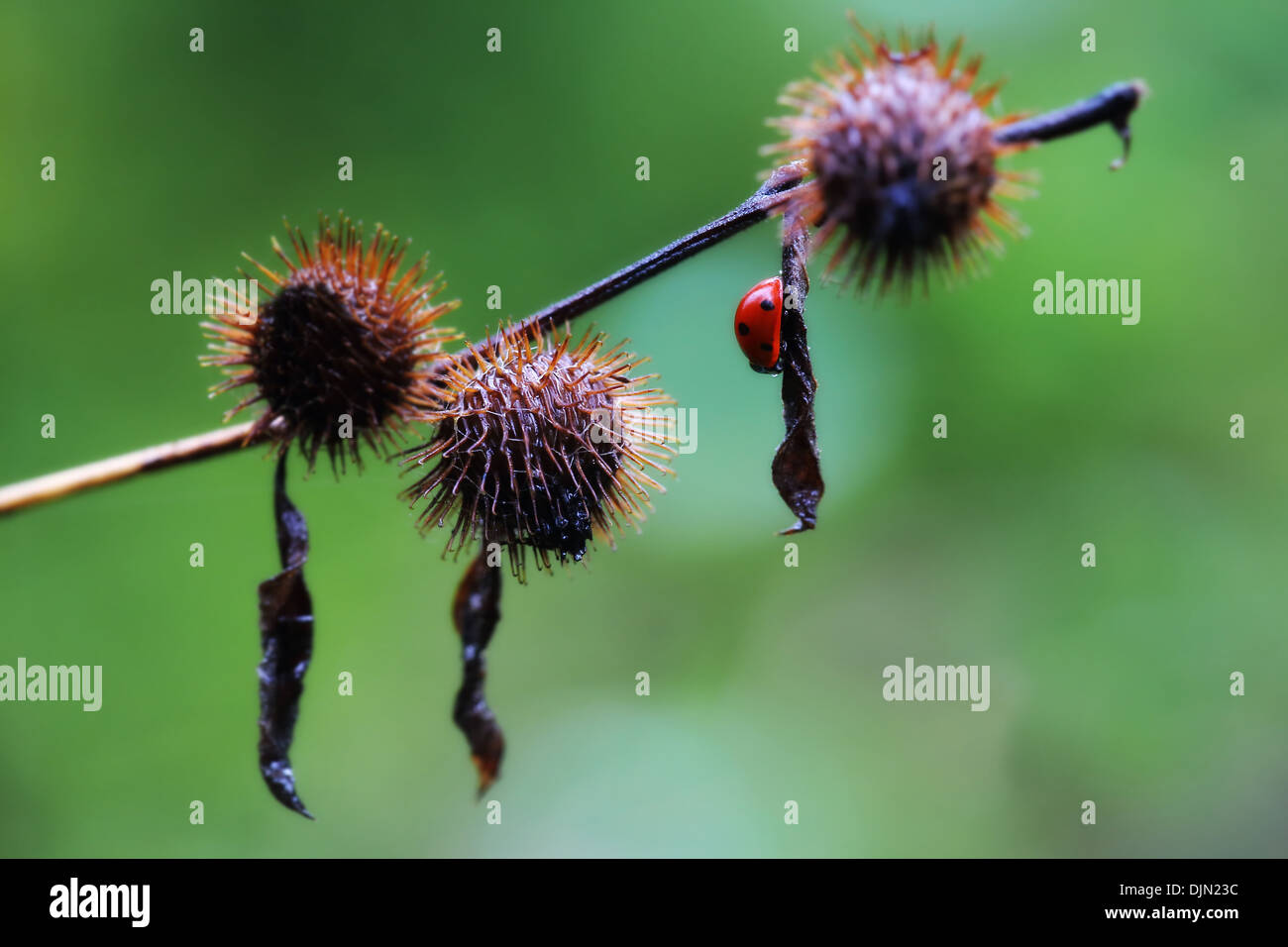 Marienkäfer auf Blätter im Herbst, England Stockfoto