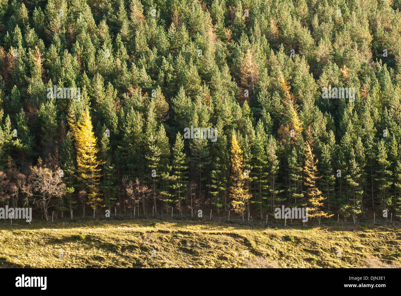 Landschaft mit Kiefern und Fichten in schottischen Glen Stockfoto