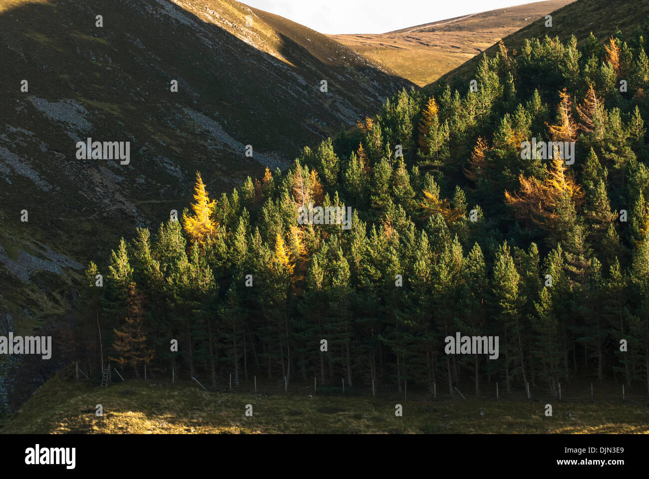 Landschaft mit Kiefern und Fichten in schottischen Glen Stockfoto