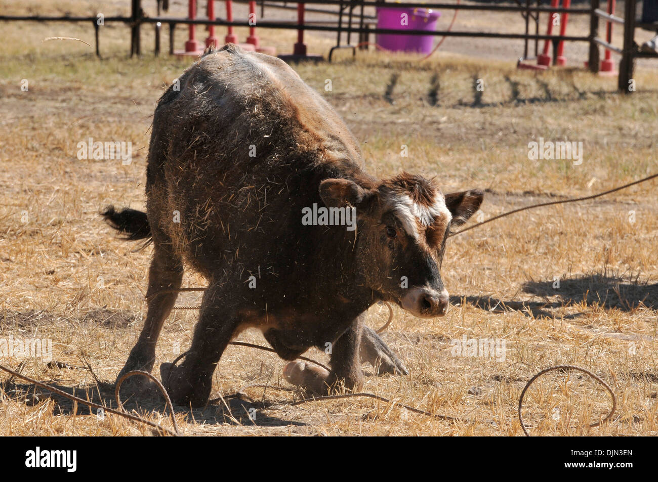 Der Roundup & Open House, eine Feier des Cowboys auf der Ranch Reich, Sonoita, Arizona, USA. Stockfoto