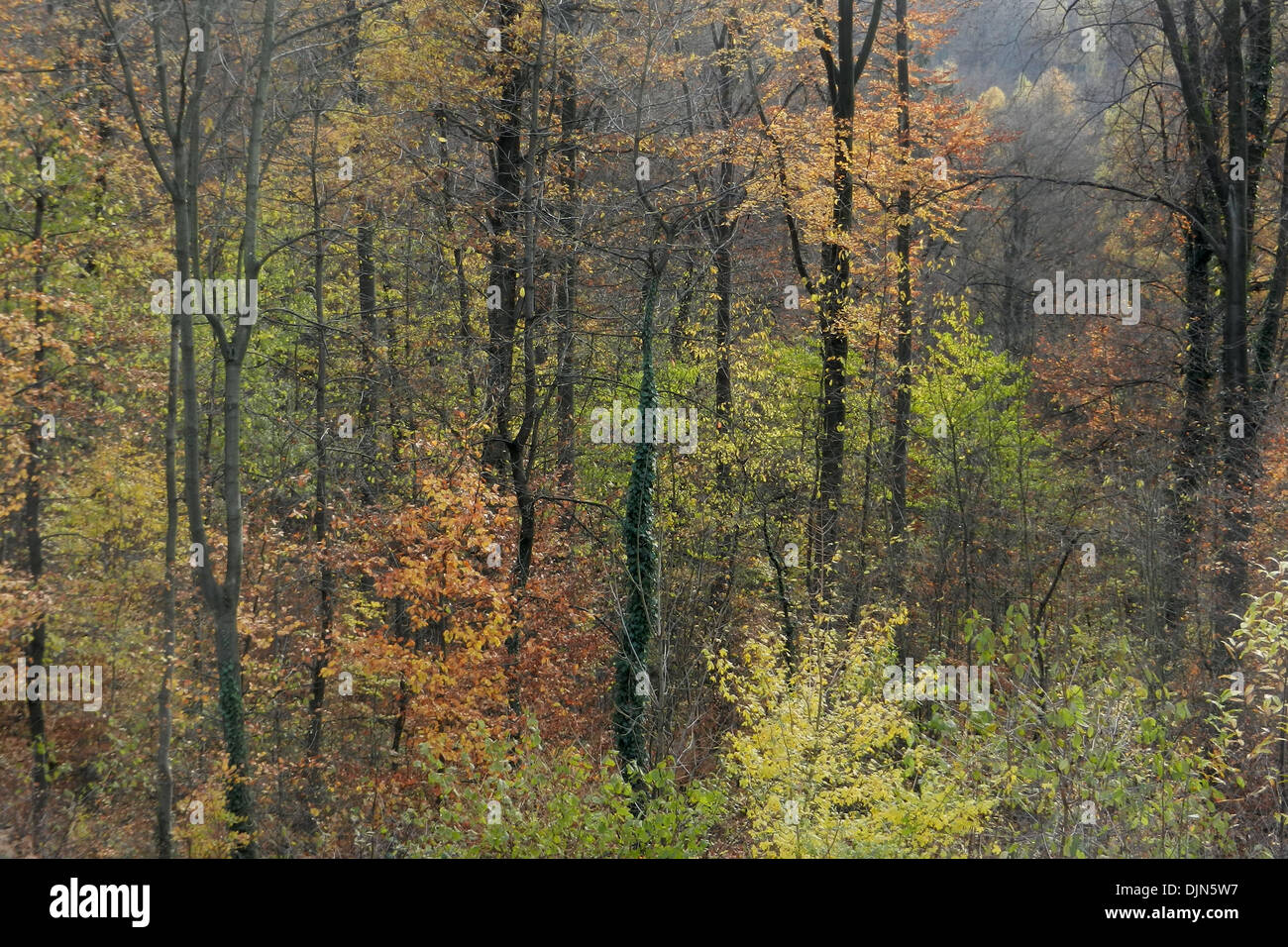 Erster Schnee in Laub-Wald. Stockfoto