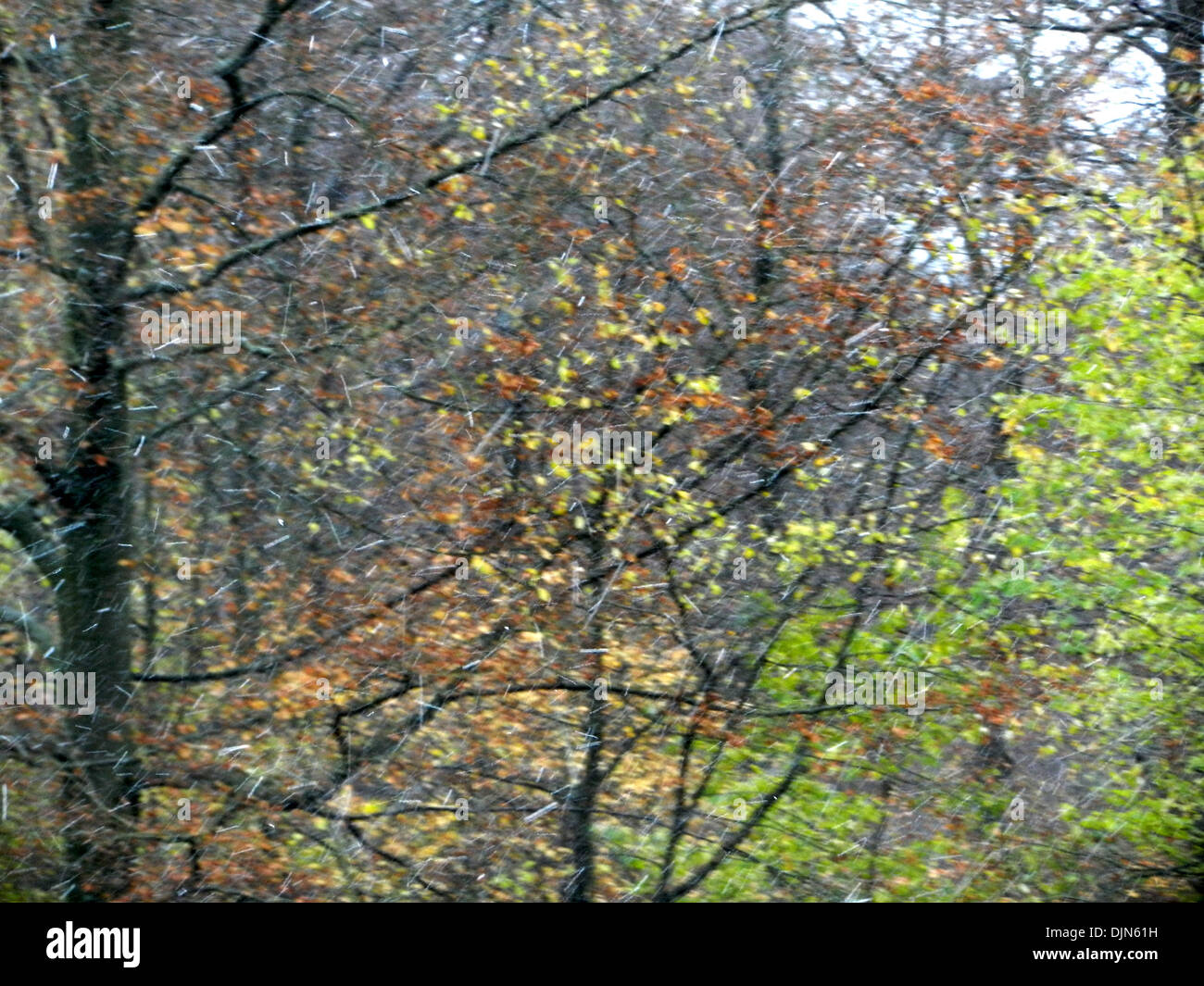 Erster Schnee in Laub-Wald. Stockfoto