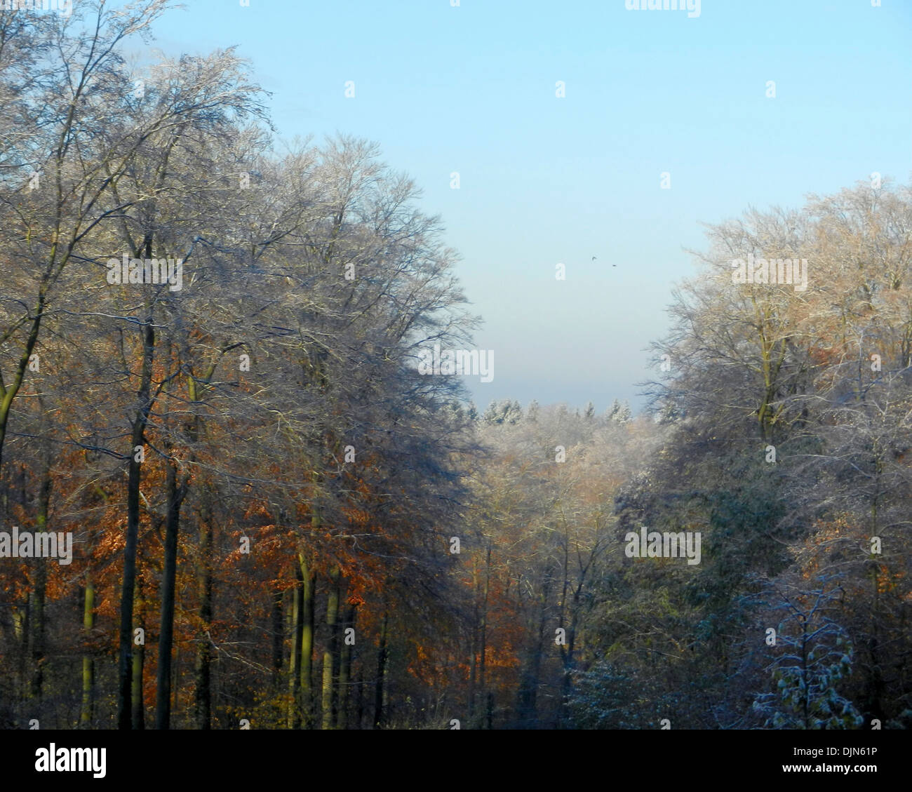 Erster Schnee in Laub-Wald. Stockfoto