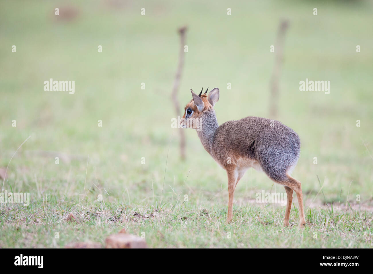 Dik Dik - die zweitkleinste Antilope in der Welt und das süßeste in östlichen Grünland Wäldern von Afrika Kenia Masai Mara Stockfoto