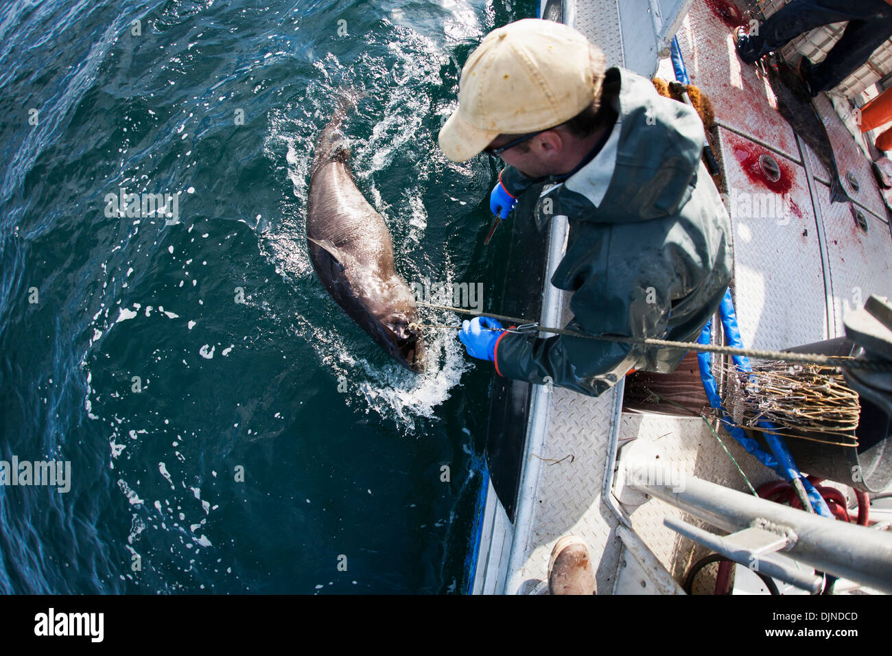 Gaffing Heilbutt, kommerziellen Langleinen Fischerei, Südwest-Alaska, Sommer an Bord zu bringen. Stockfoto