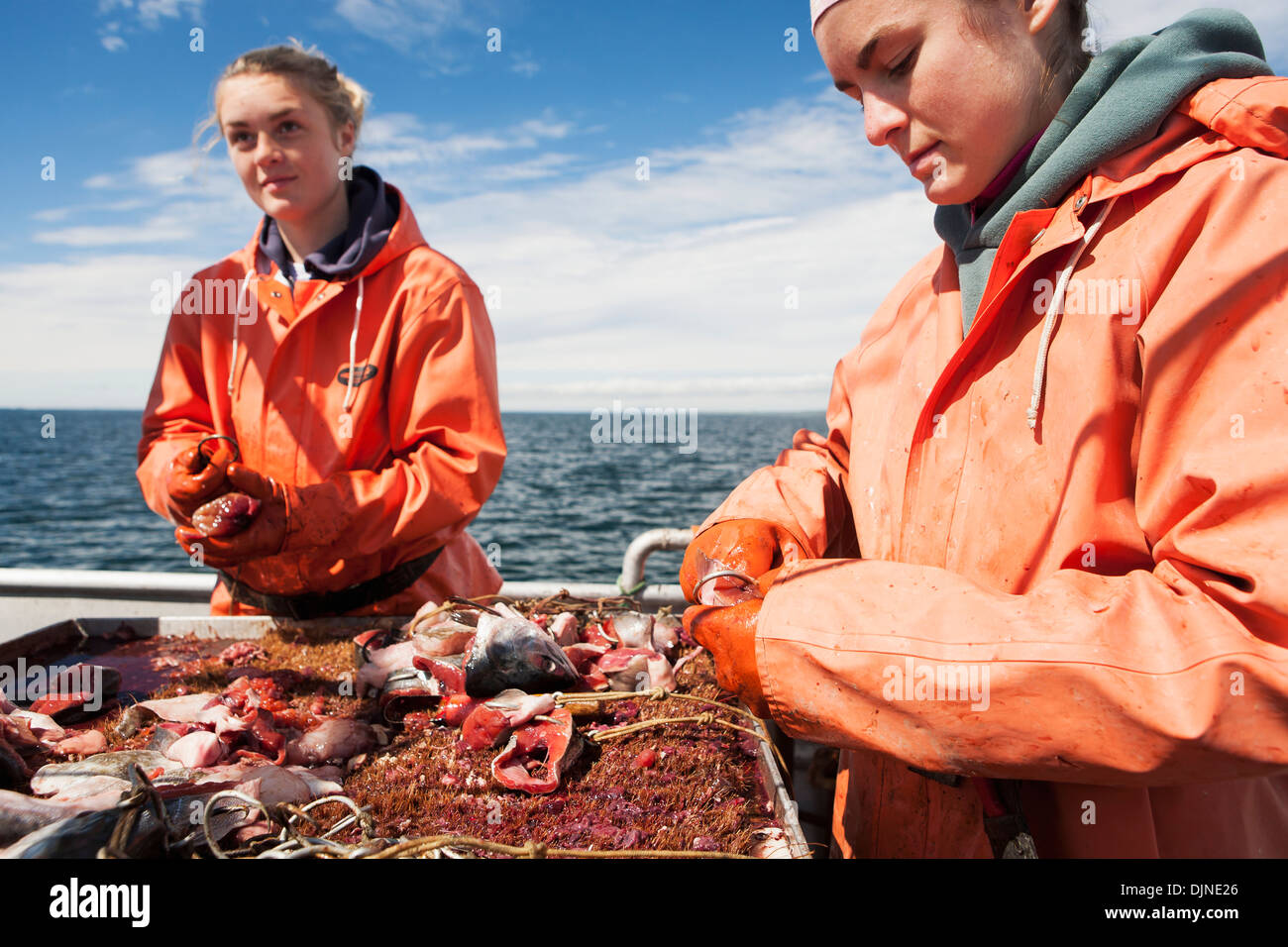 Hetze Heilbutt Longline Haken mit rosa Lachs beim Vorbereiten zum kommerziellen Fisch für Heilbutt In der Morzhovoi Bucht, in der Nähe von falschen Pass Stockfoto