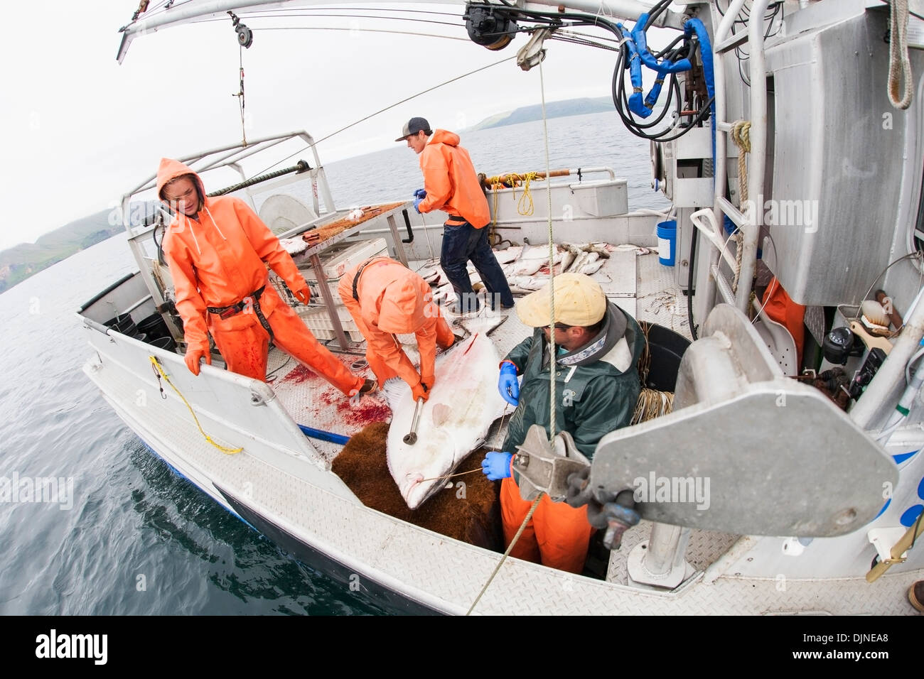 Gaffing Heilbutt, kommerziellen Langleinen Fischerei, Südwest-Alaska, Sommer an Bord zu bringen. Stockfoto