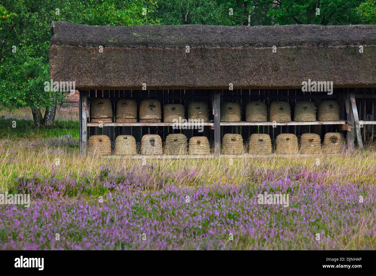 Bienenstöcke / Bienenstöcke / Skeps für Honigbienen im Schutz der Imkerei in Lüneburg Heath / Lunenburg Heathland, Sachsen, Deutschland Stockfoto