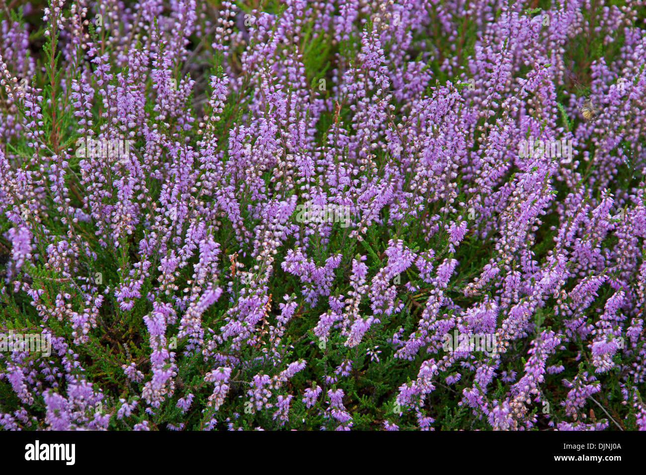 Gemeinsamen Heather / Ling (Calluna Vulgaris) Blumen blühen im Sommer in Heide / moor Stockfoto