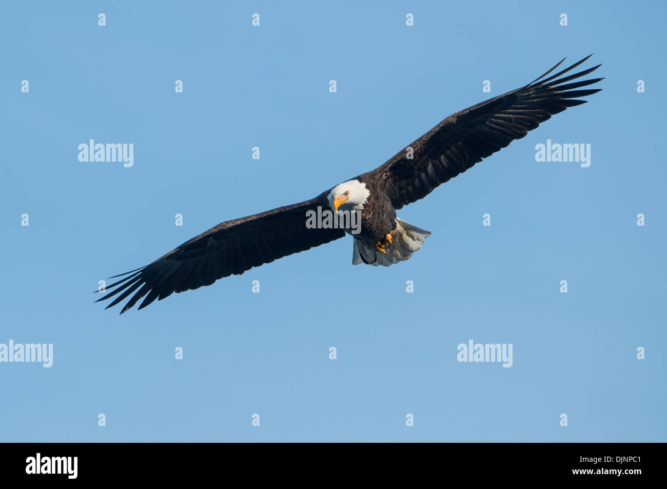 Ein Erwachsener Weißkopf-Seeadler (Haliaeetus Leucocephalus) mit seinen ausgebreiteten Flügeln Idaho Stockfoto
