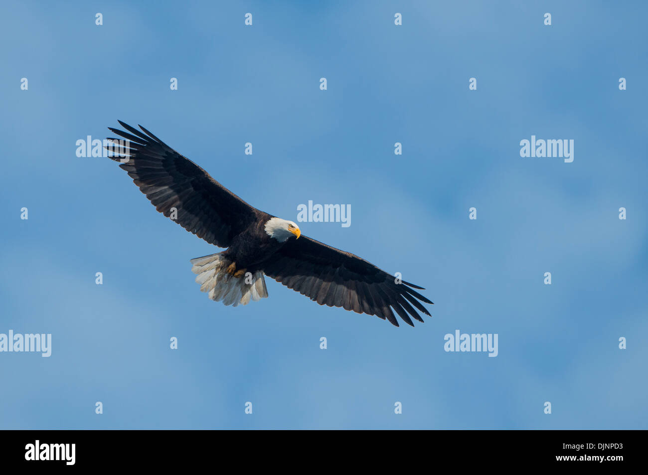 Ein Erwachsener Weißkopf-Seeadler (Haliaeetus Leucocephalus) während des Fluges, Idaho Stockfoto