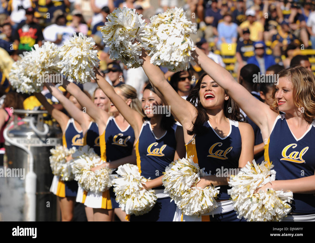 California Golden Bears Cheerleader Welle als die Spieler das Feld zum Jahresbeginn ihr Spiel gegen die UCLA Bruins auf Samstag, 25. Oktober 2008 im Memorial Stadium in Berkeley, Kalifornien nehmen (Jose Carlos Fajardo/Contra Costa Times / ZUMA Press). Stockfoto