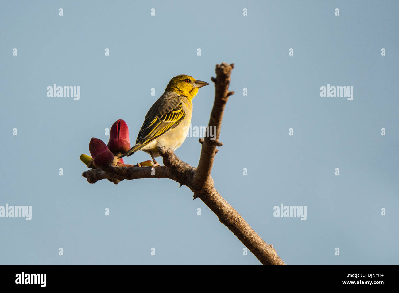 Erwachsenes Weibchen auf Blütenbaum im Querformat. Stockfoto