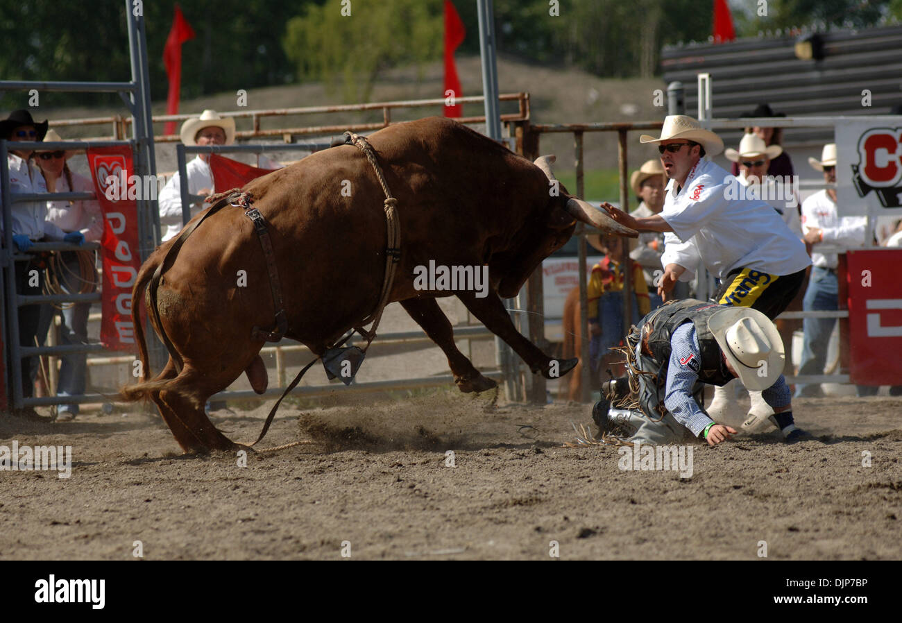 18. Mai 2008 konkurriert - Cloverdale, British Columbia, Kanada - Cowboy Bull Riding Kategorie an jährlichen Cloverdale Professional Rodeo-Veranstaltung. Das Rodeo wurde zuerst in 1945 statt und war so beliebt, dass es von den unteren Fraser Valley Agricultural Association im Jahr 1947 übernommen wurde. Im Jahr 1962 wurde die Messe von Fraser Valley Exhibition Society übernommen, und im Jahr 1994, der Messe und ritt Stockfoto