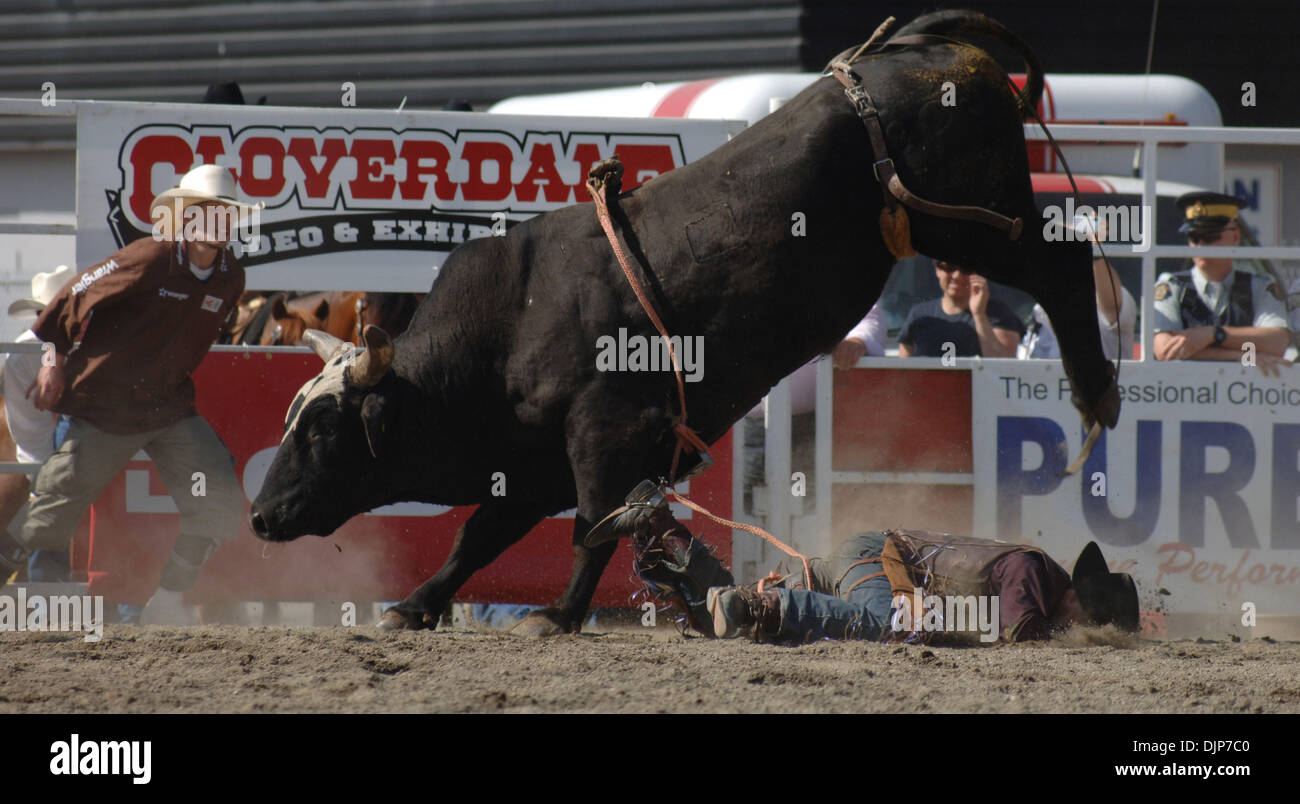 18. Mai 2008 konkurriert - Cloverdale, British Columbia, Kanada - Cowboy Bull Riding Kategorie an jährlichen Cloverdale Professional Rodeo-Veranstaltung. Das Rodeo wurde zuerst in 1945 statt und war so beliebt, dass es von den unteren Fraser Valley Agricultural Association im Jahr 1947 übernommen wurde. Im Jahr 1962 wurde die Messe von Fraser Valley Exhibition Society übernommen, und im Jahr 1994, der Messe und ritt Stockfoto