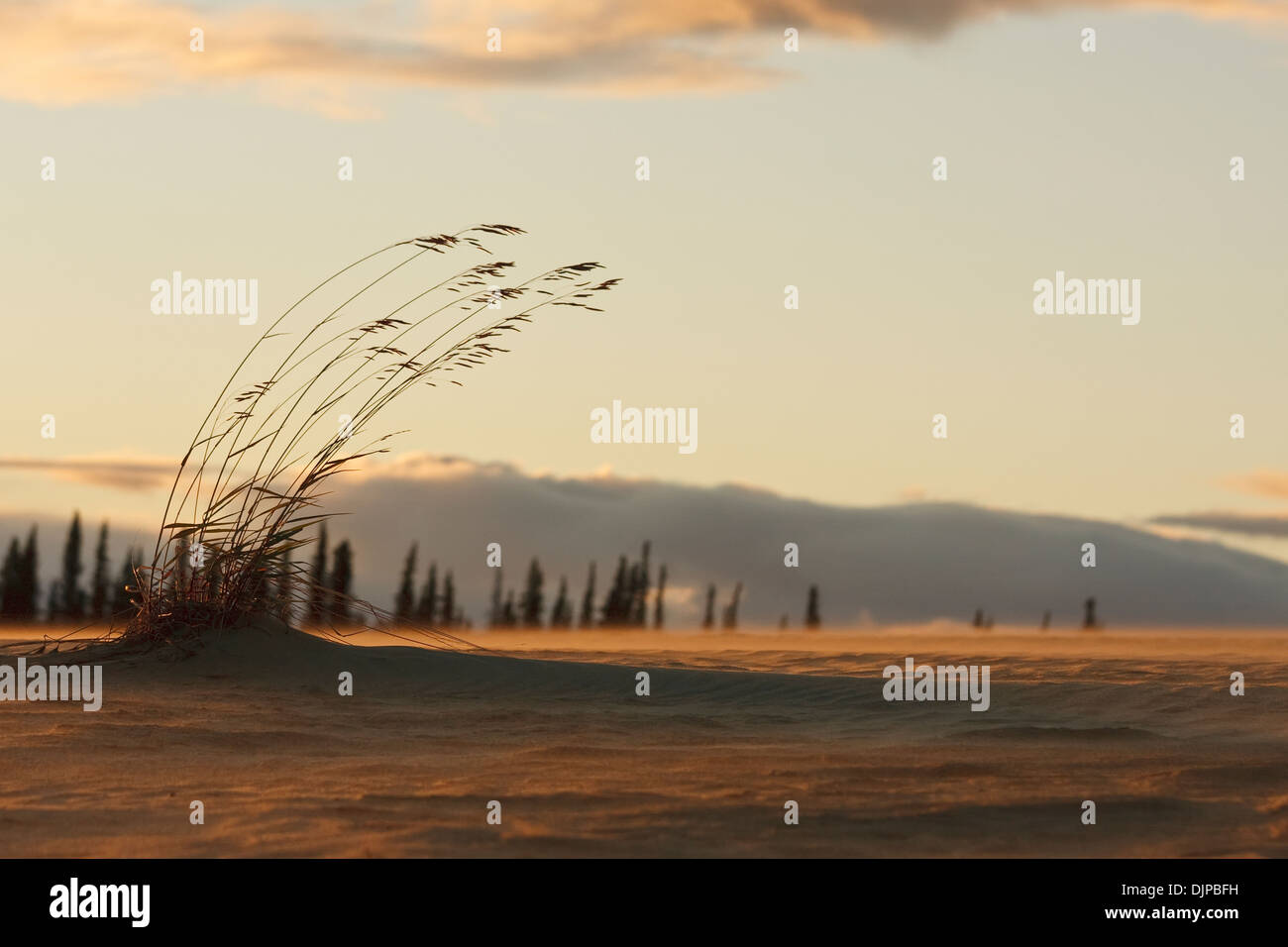 Vom Wind verwehten Sanddünen mit Schatten unter Mitternacht arktischen Sonne, Great Kobuk Sand Dunes, Kobuk Valley National Park Stockfoto
