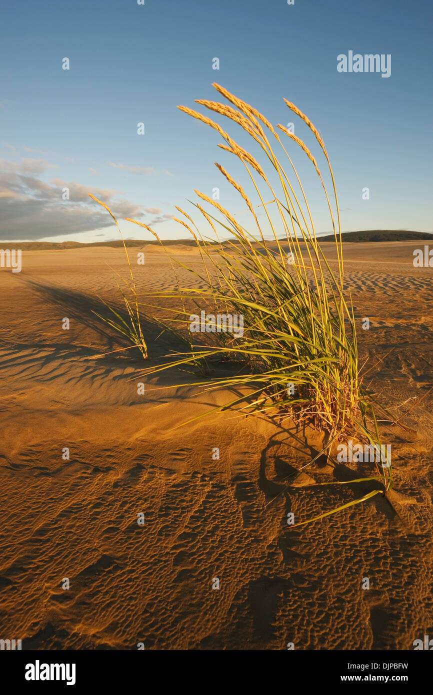 Vom Wind verwehten Sanddünen mit Schatten unter Mitternacht arktischen Sonne, Great Kobuk Sand Dunes, Kobuk Valley National Park Stockfoto