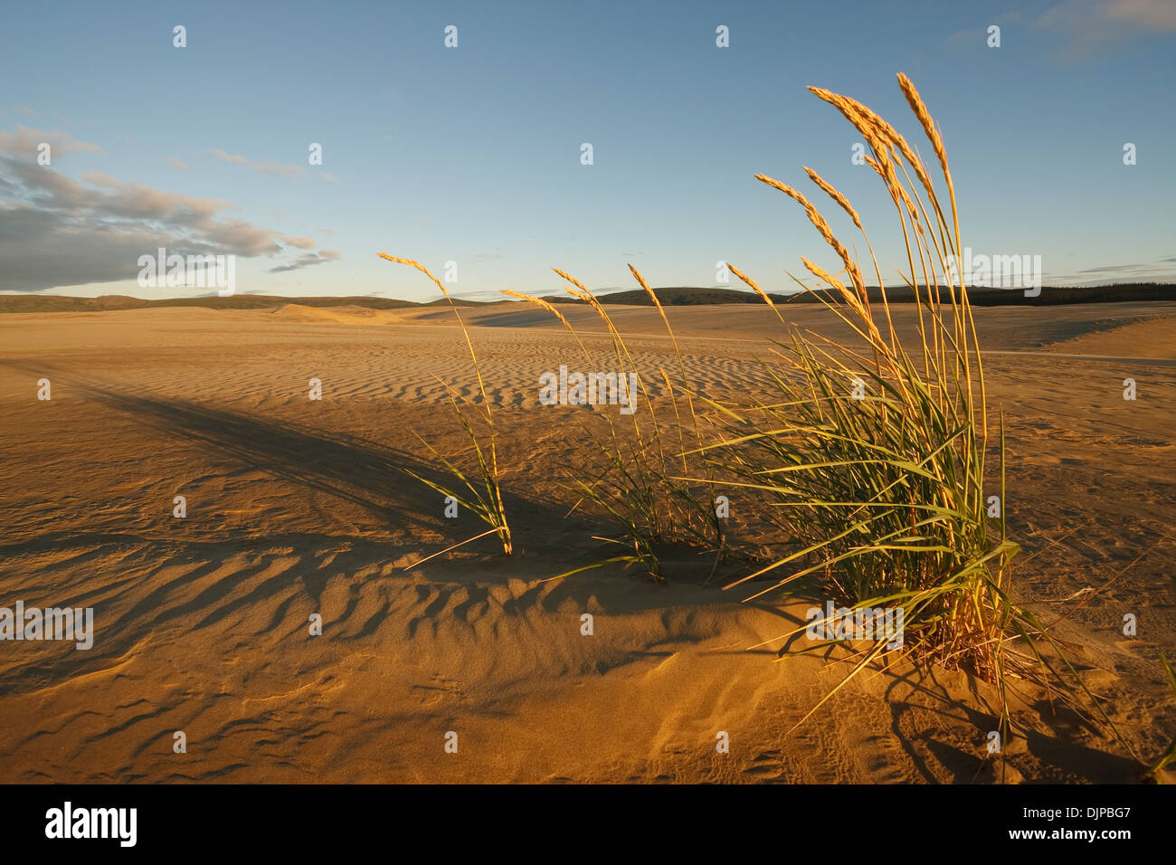 Vom Wind verwehten Sanddünen mit Schatten unter Mitternacht arktischen Sonne, Great Kobuk Sand Dunes, Kobuk Valley National Park Stockfoto