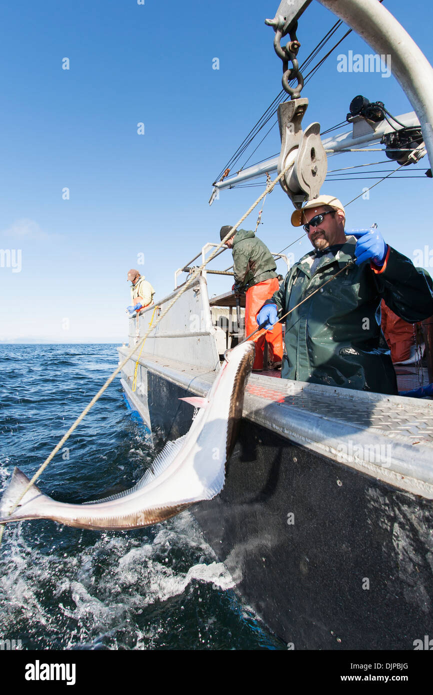 Fischhaken Heilbutt an Bord bei der kommerziellen Langleinenfischerei In  Ikatan Bay in der Nähe von falschen Pass, Südwest-Alaska, Sommer zu bringen  Stockfotografie - Alamy