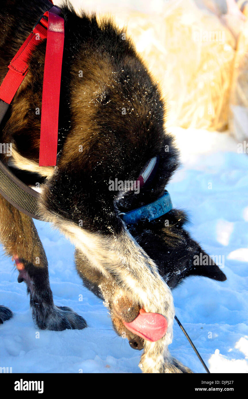 13. März 2010 - Unalakleet, Alaska, USA - Iditarod 2010 Schlittenhund leckt Pfote nach der Ankunft im Beringmeer während Iditarod Sled Dog Race 2010. (Kredit-Bild: © Ron Levy/ZUMA Press) Stockfoto