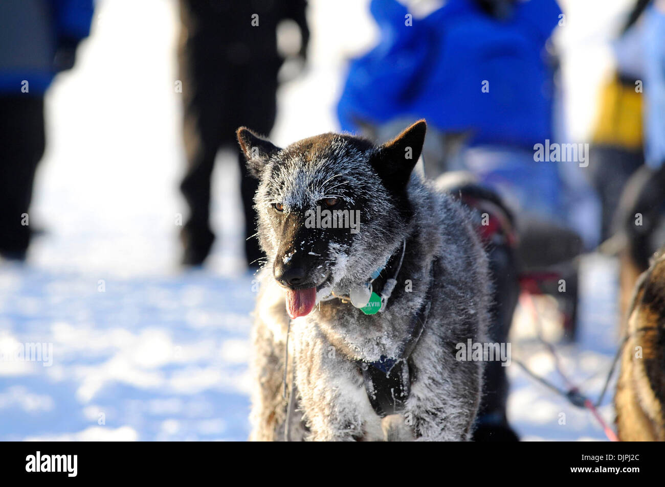 13. März 2010 - Unalakleet, Alaska, USA - frostigen Schlittenhunde kurz nach Ankunft in Unalakleet Bering Meer entlang während Iditarod Sled Dog Race 2010. (Kredit-Bild: © Ron Levy/ZUMA Press) Stockfoto