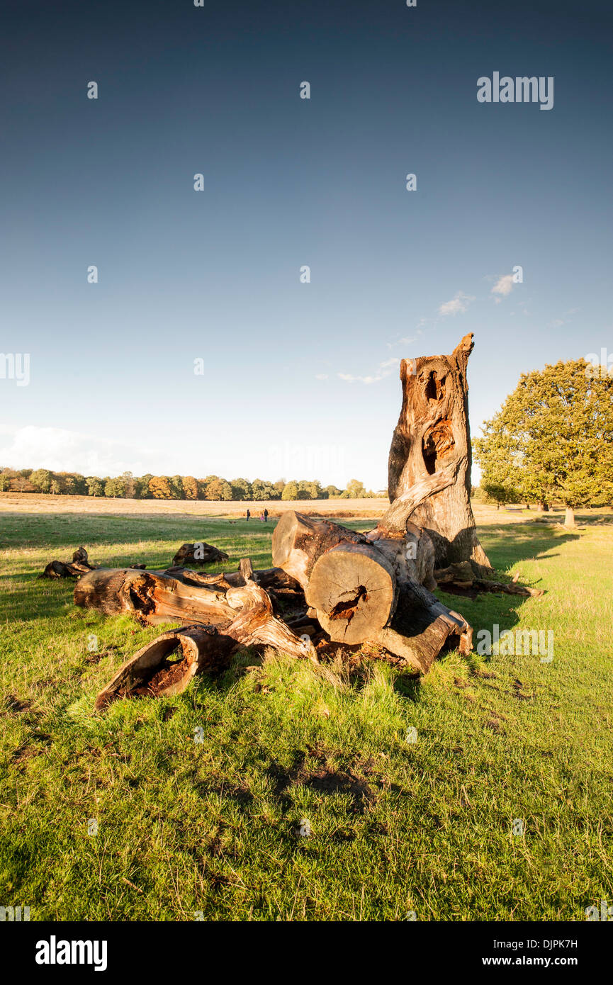 Richmond Park, Surrey, London, Vereinigtes Königreich Stockfoto