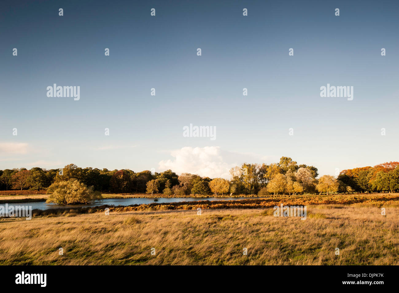 Richmond Park, Surrey, London, Vereinigtes Königreich Stockfoto