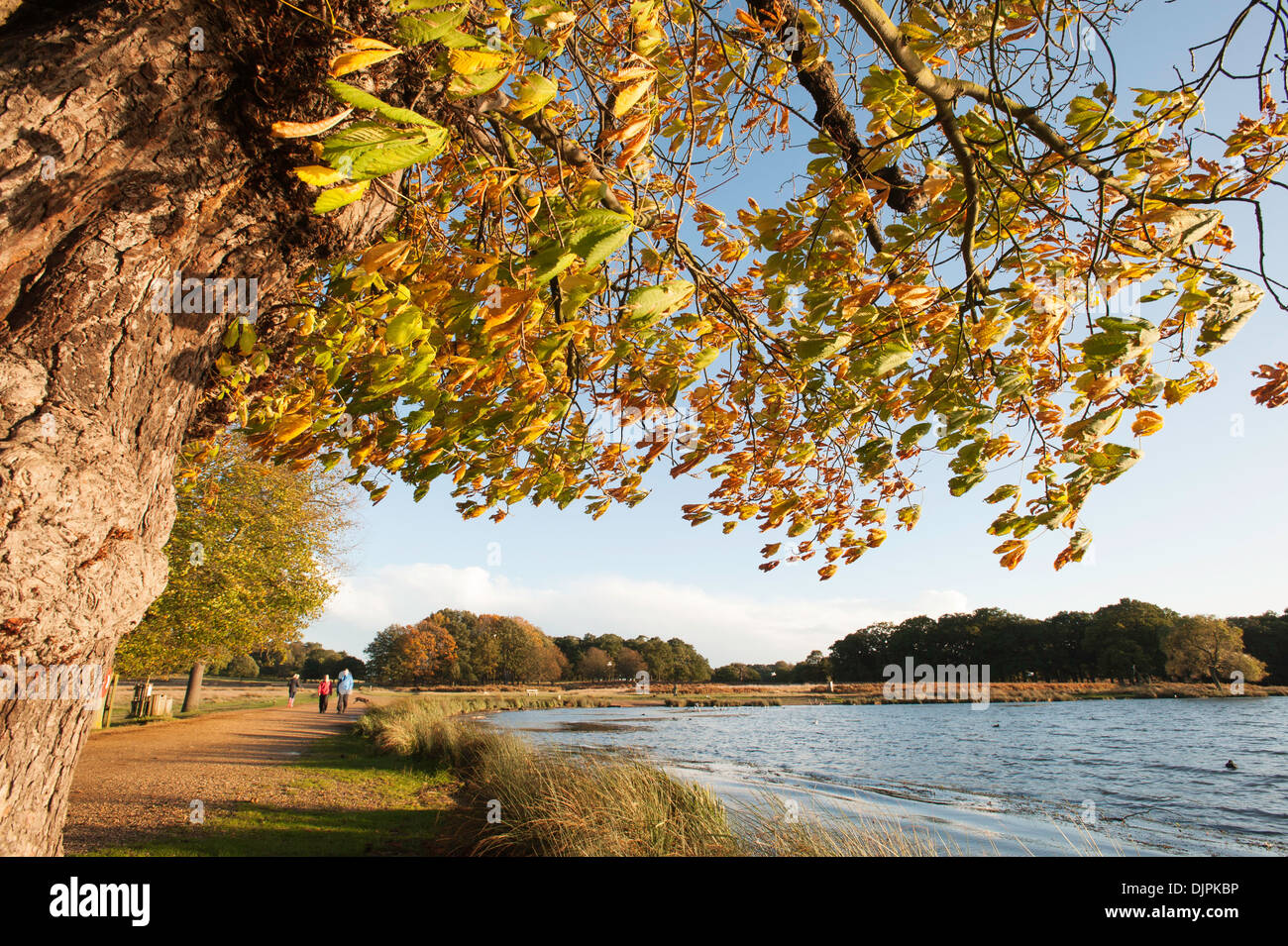 Richmond Park, Surrey, London, Vereinigtes Königreich Stockfoto