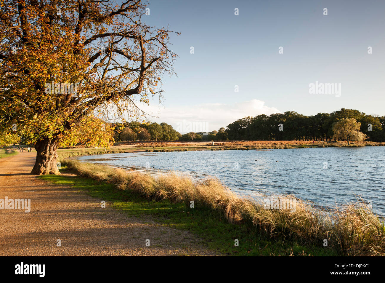 Richmond Park, Surrey, London, Vereinigtes Königreich Stockfoto