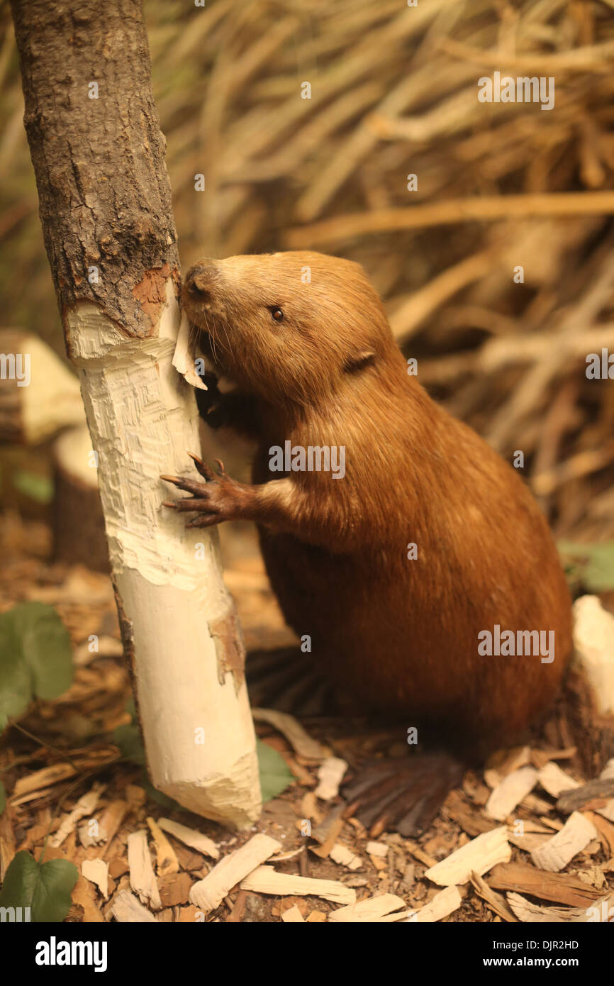 Gefüllte Biber in einer Szene, in der er auf einem Baum kauen ist. Stockfoto