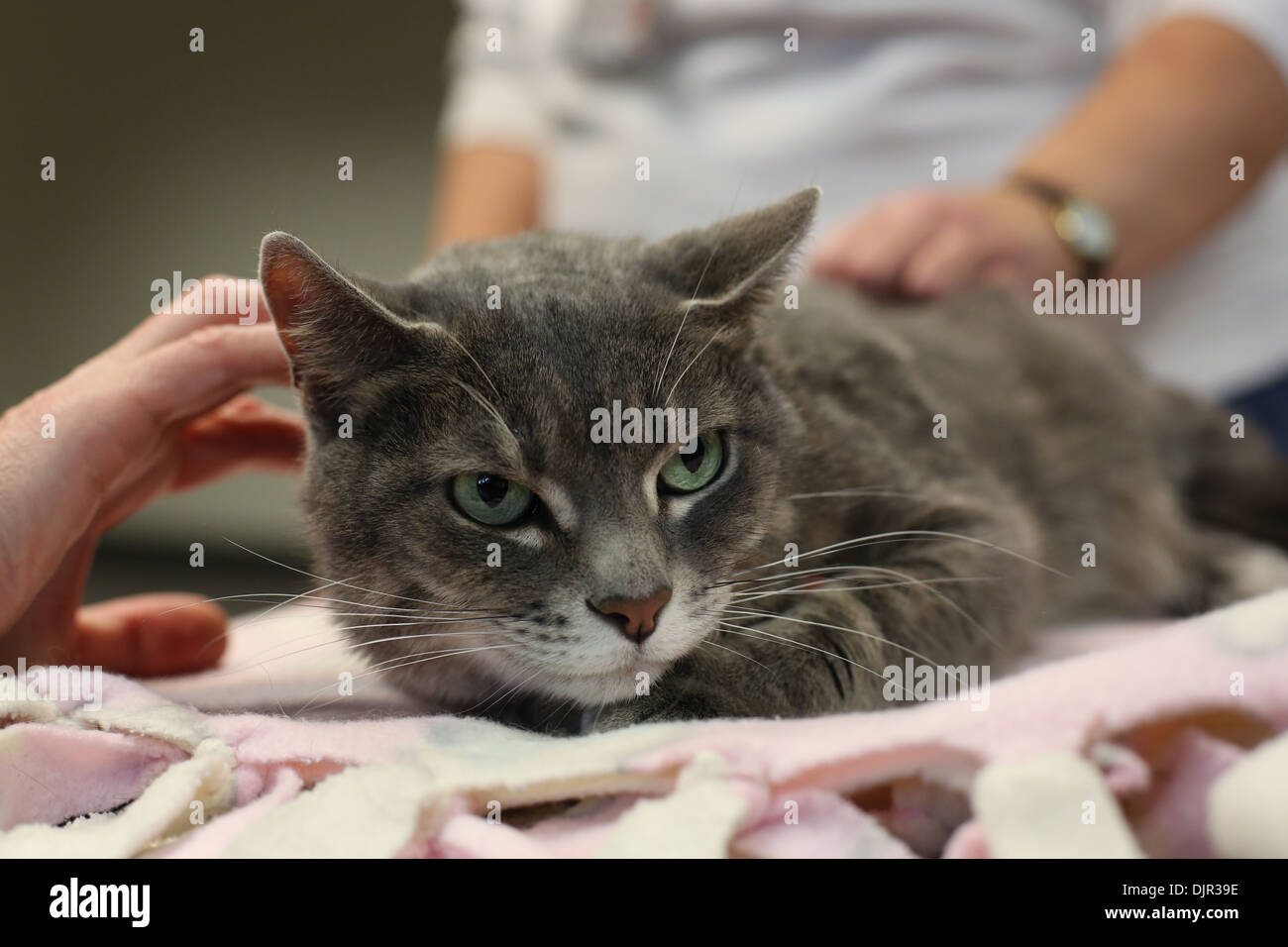 Eine Katze gestreichelt wird von zwei Personen. Stockfoto