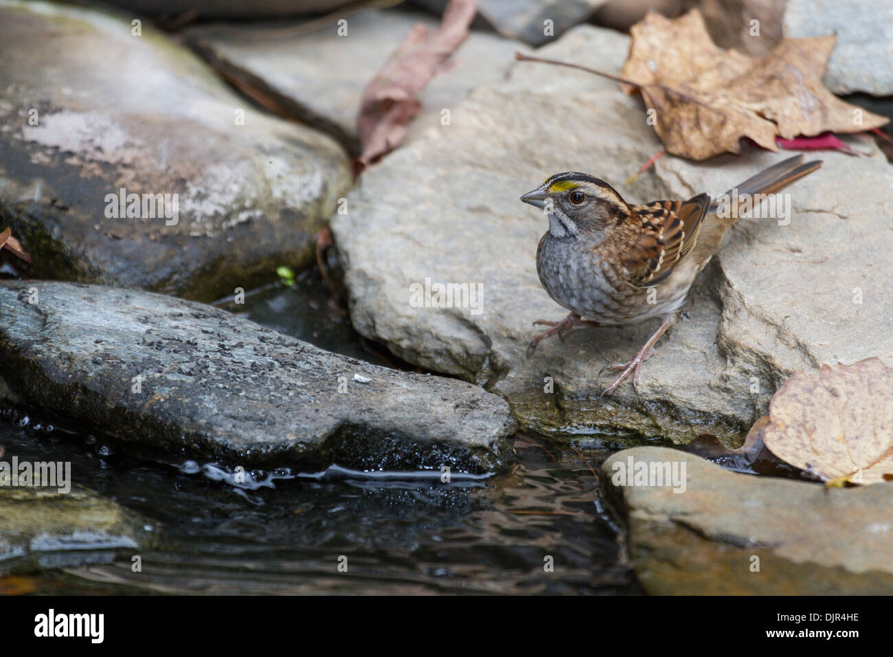 Weißkehlspatze, Zonotrichia albicollis, im Herbst in McLeansville, North Carolina. Stockfoto