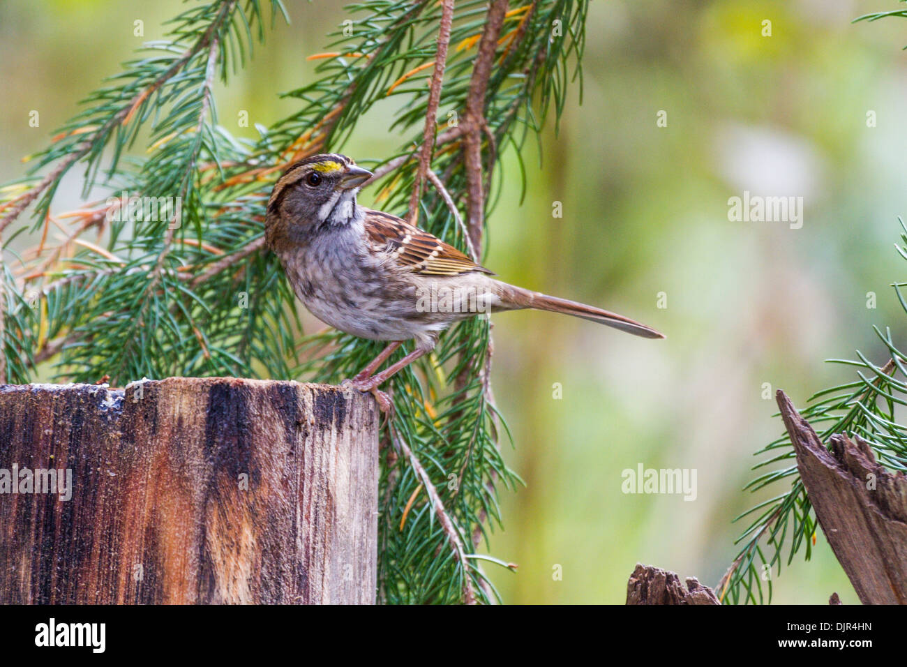 Weißkehlspatze, Zonotrichia albicollis, im Herbst in McLeansville, North Carolina. Stockfoto
