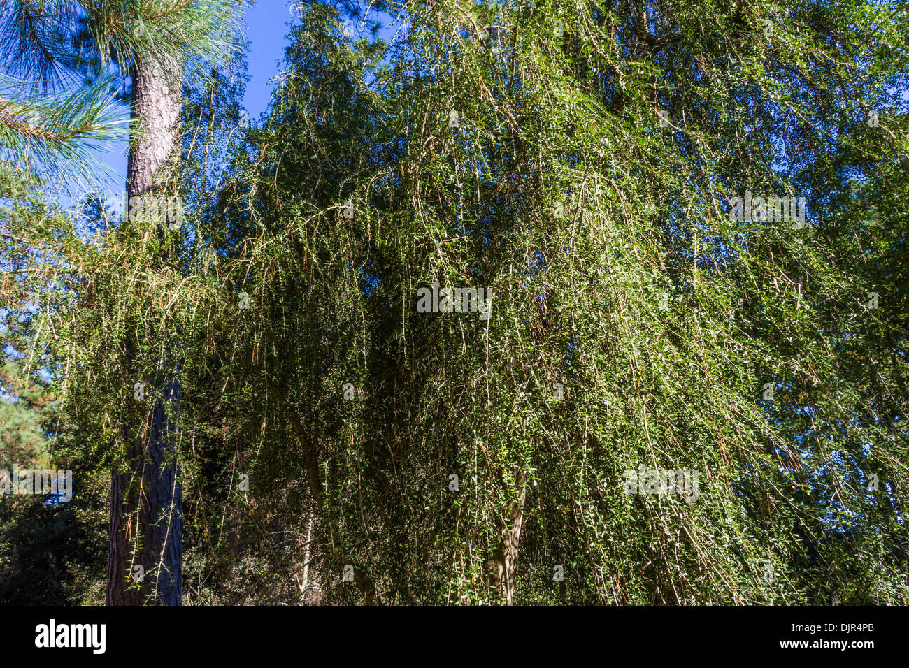 Weinende Yaupon Stechpalme In Norfolk Botanical Gardens Stockfoto