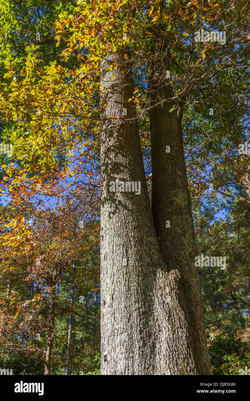 Southern Red Oak in Norfolk Botanical Gardens im Herbst in Norfolk, Virginia. Stockfoto