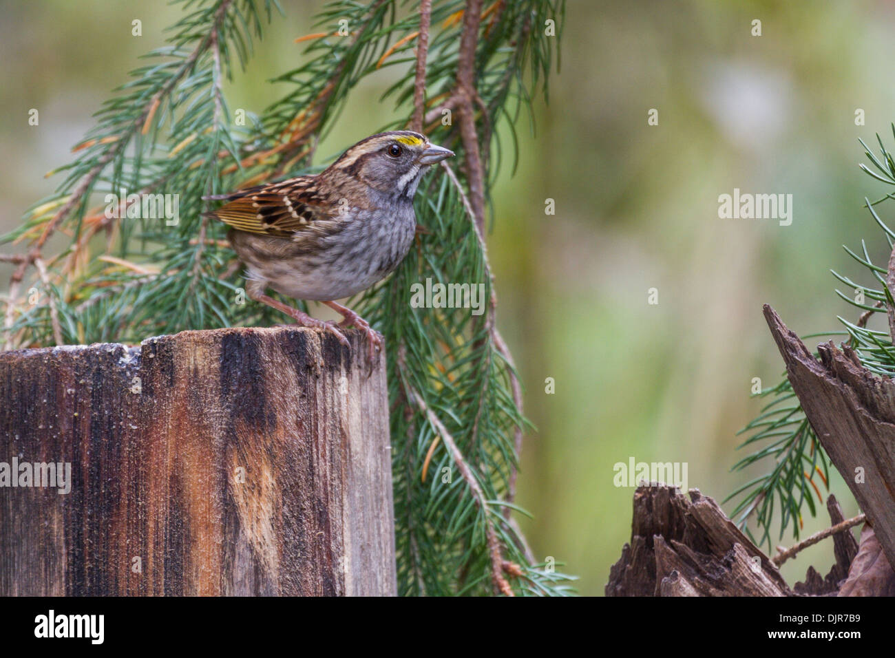 Weißkehlspatze, Zonotrichia albicollis, im Herbst in McLeansville, North Carolina. Stockfoto