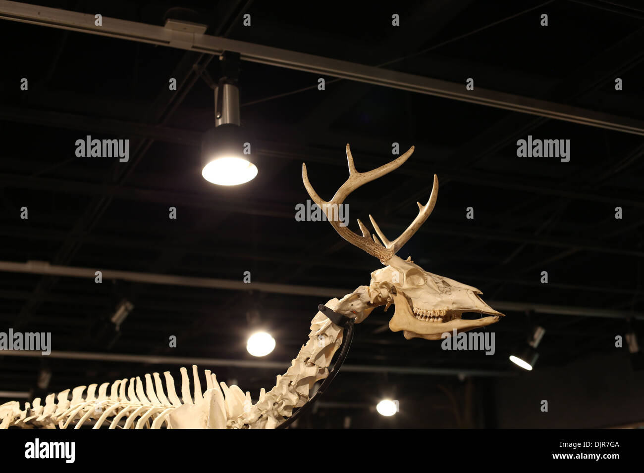 Das Skelett eines Hirsches. Stockfoto