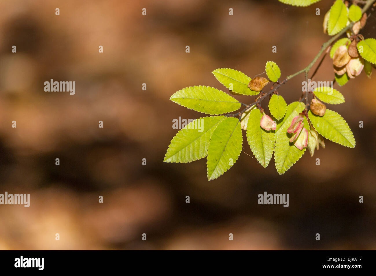 Golden Ray Elm Baum Blätter in Norfolk Botanical Gardens in Norfolk, Virginia. Stockfoto