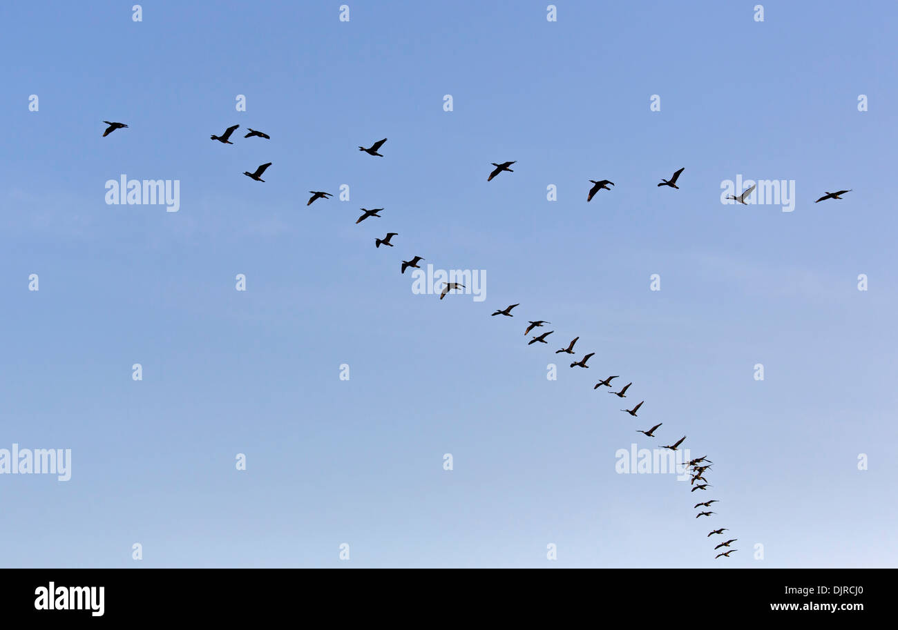 Kormorane / Phalacrocorax Carbo Stockfoto